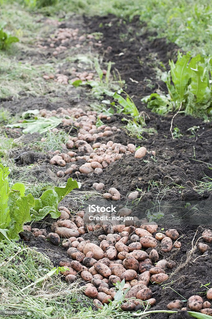 Ziemniaki świeże - Zbiór zdjęć royalty-free (Bez ludzi)