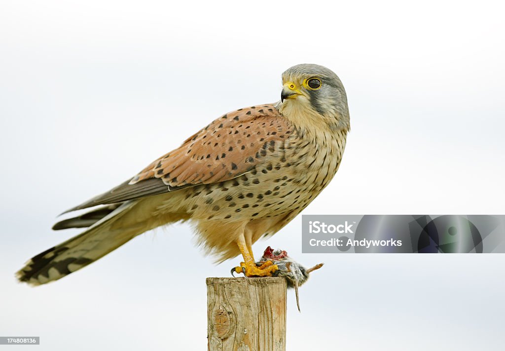 Common Turmfalke (Falco tinnunculus) mit Com. Ostschermaus - Lizenzfrei Turmfalke Stock-Foto