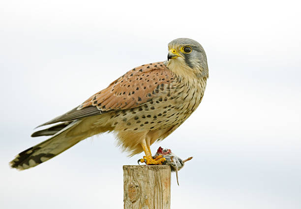 Common Kestrel (Falco tinnunculus) With Com. Vole Male Common Kestrel (Falco tinnunculus) with common vole. falco tinnunculus stock pictures, royalty-free photos & images