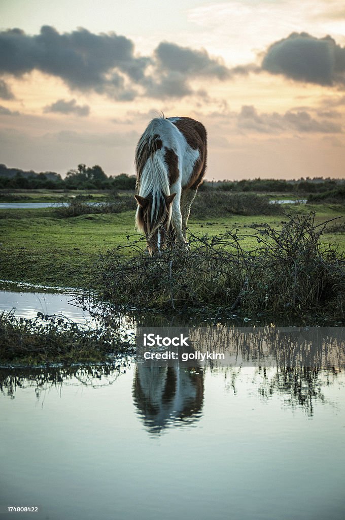 Dziki American paint horse w New Forest, Anglia - Zbiór zdjęć royalty-free (Kuc)