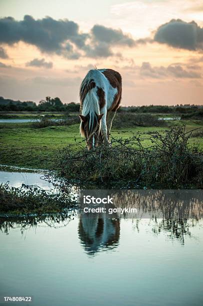 Foto de Wild Cavalo Paint No New Forest Inglaterra e mais fotos de stock de New Forest - New Forest, Pônei, Animal