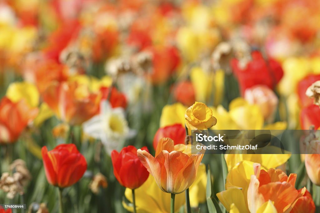 Rozkwiecony tulip - Zbiór zdjęć royalty-free (Bez ludzi)