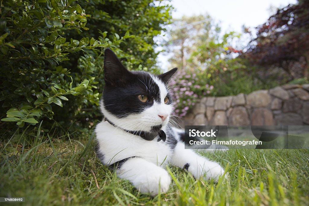 Katze In den Garten - Lizenzfrei Domestizierte Tiere Stock-Foto