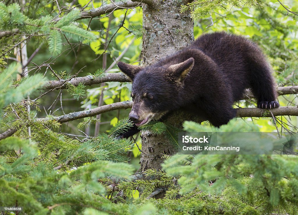 Cucciolo di orso nero albero - Foto stock royalty-free di Albero