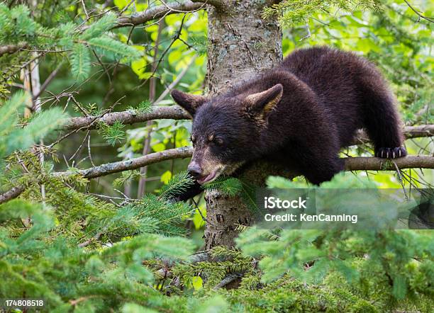 Cucciolo Di Orso Nero Albero - Fotografie stock e altre immagini di Albero - Albero, Albero sempreverde, Ambientazione esterna