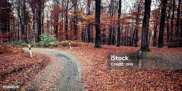 Autumnal Forest Street At Dusk Stock Photo - Download Image Now - Asphalt, Autumn, Color Image