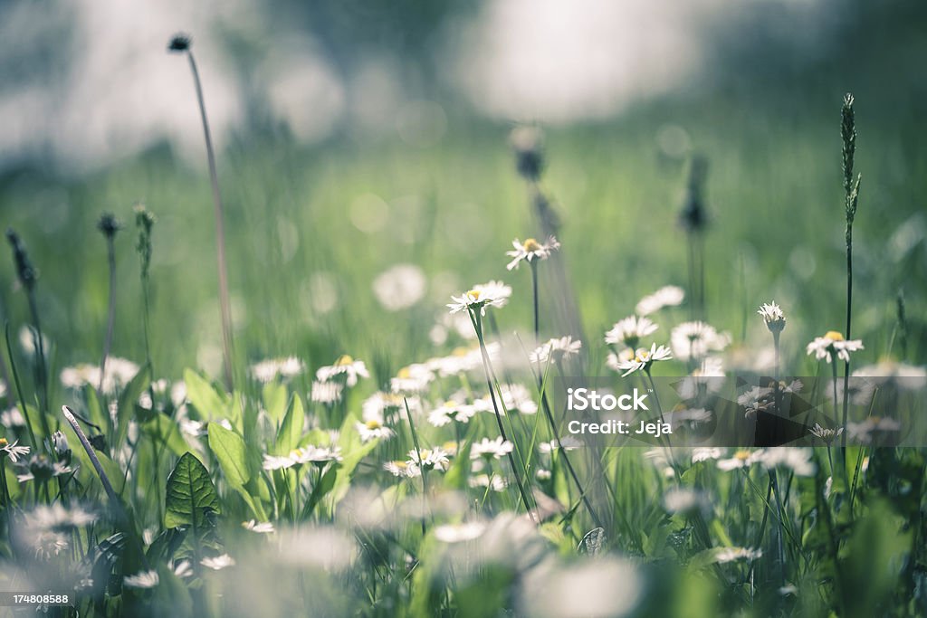 Daisies dans le domaine. - Photo de Arbre en fleurs libre de droits