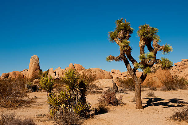 Joshua Tree National Park stock photo