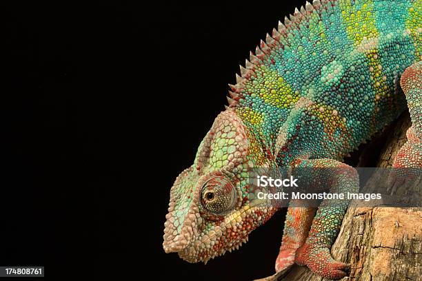 Pantherchamäleon Stockfoto und mehr Bilder von Chamäleon - Chamäleon, Bunt - Farbton, Tarnung