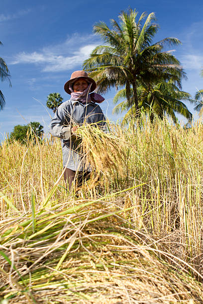 vieillis femme récolter la rizière - developing countries farmer rice paddy asia photos et images de collection