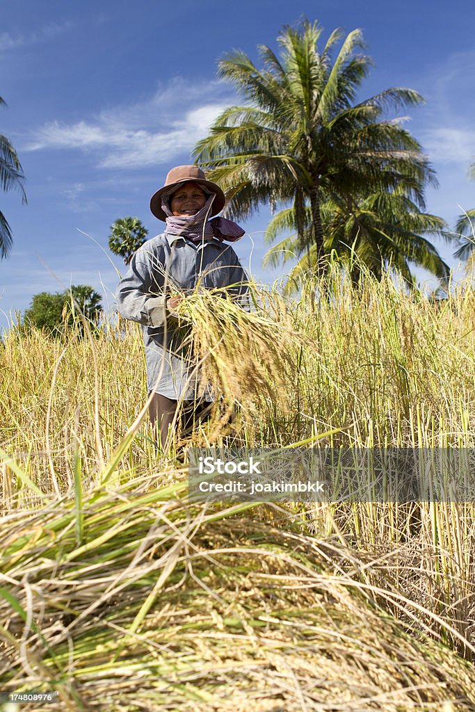 Dojrzewające kobieta zbiorów ryż niełuskany - Zbiór zdjęć royalty-free (Azja)