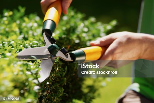 istock Man using hedge clippers 174809096
