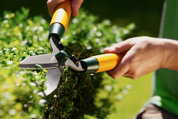Man using hedge clippers Man uses hedge clippers to trim hedge in garden hedge stock pictures, royalty-free photos & images