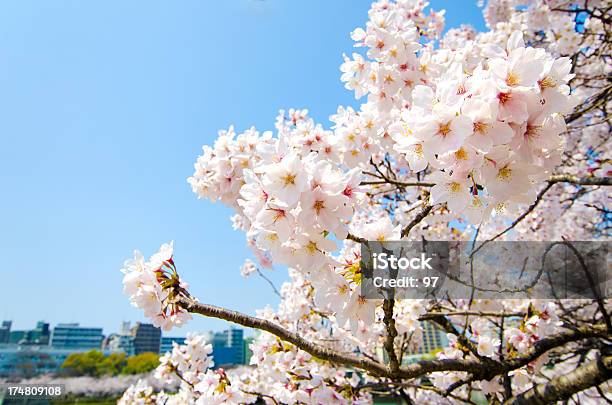 Photo libre de droit de Sakura banque d'images et plus d'images libres de droit de Arbre - Arbre, Arbre en fleurs, Beauté