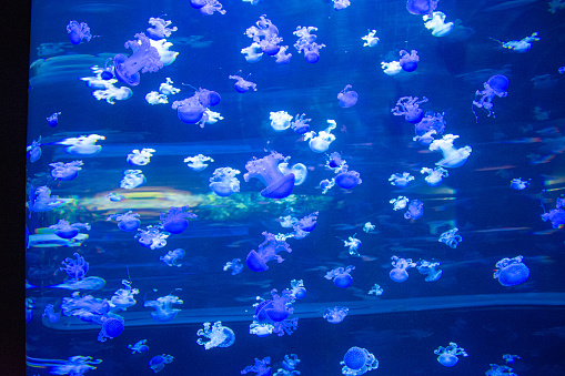 Jellyfish in the aquarium. Blue jellyfish in the aquarium.   Tenerife, Canary Islands, Spain