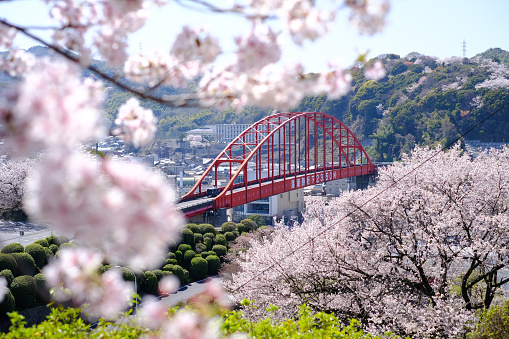 This is a photo of Ondo Ohashi Bridge and cherry blossoms.