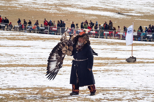 Ulgii, Mongolia - October, 01, 2023: Old traditional kazakh eagle hunter harshly handled with his golden eagle in the competitions. Eagle hunter are individuals who train and hunt with golden eagles