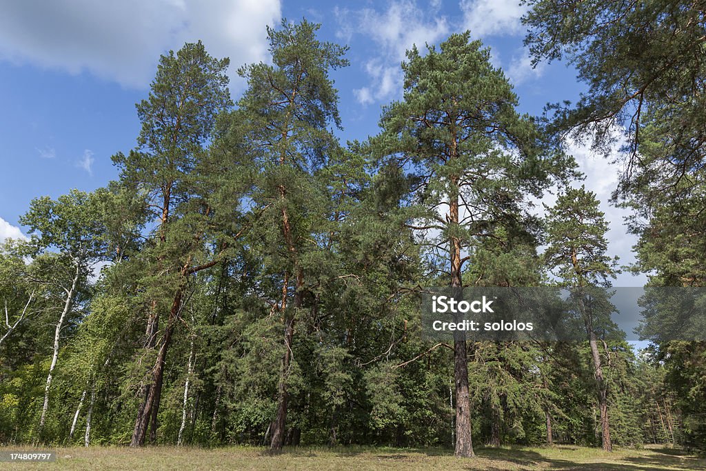 Árboles de pinos, - Foto de stock de Aguja - Parte de planta libre de derechos