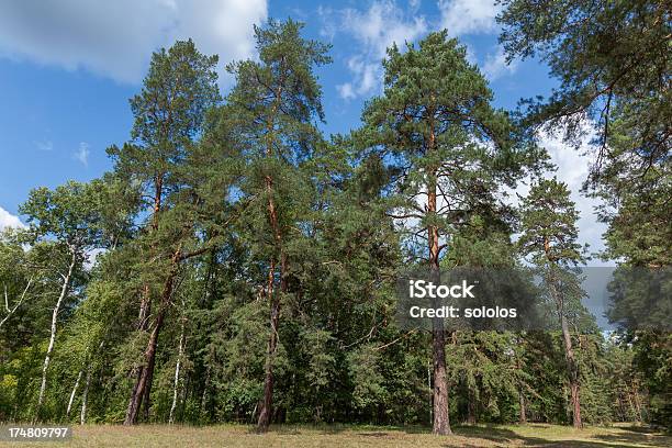 Árboles De Pinos Foto de stock y más banco de imágenes de Aguja - Parte de planta - Aguja - Parte de planta, Aire libre, Alto - Descripción física