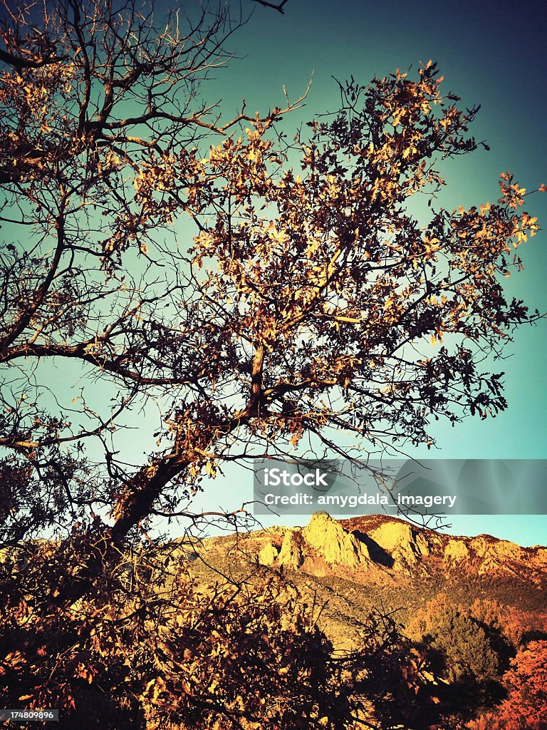 mobilestock landscape sunset "a wild tree frames the mountains illuminated by warm sunset light hues.  such beautiful nature scenery and tranquil inspiration can be found in the sandia mountains of albuquerque, new mexico.  horizontal composition with vintage retro color treatment in oranges and yellows." Albuquerque - New Mexico Stock Photo