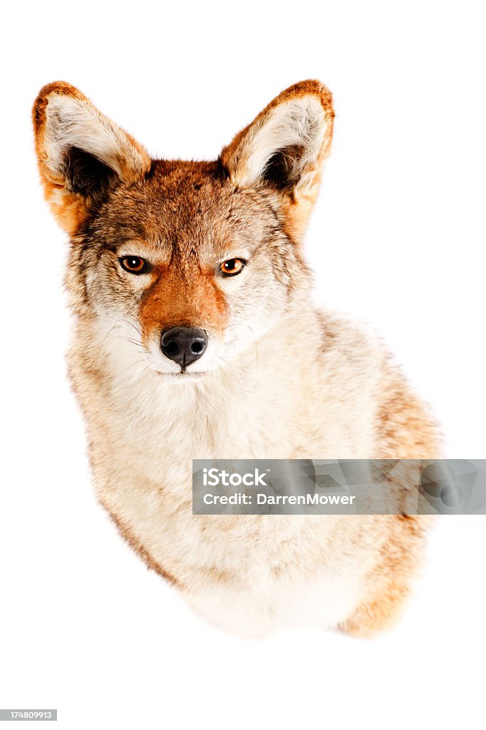 Coyote - Foto stock royalty-free di Coyote