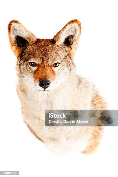 Coyote - Fotografie stock e altre immagini di Coyote - Coyote, Sfondo bianco, Tassidermia
