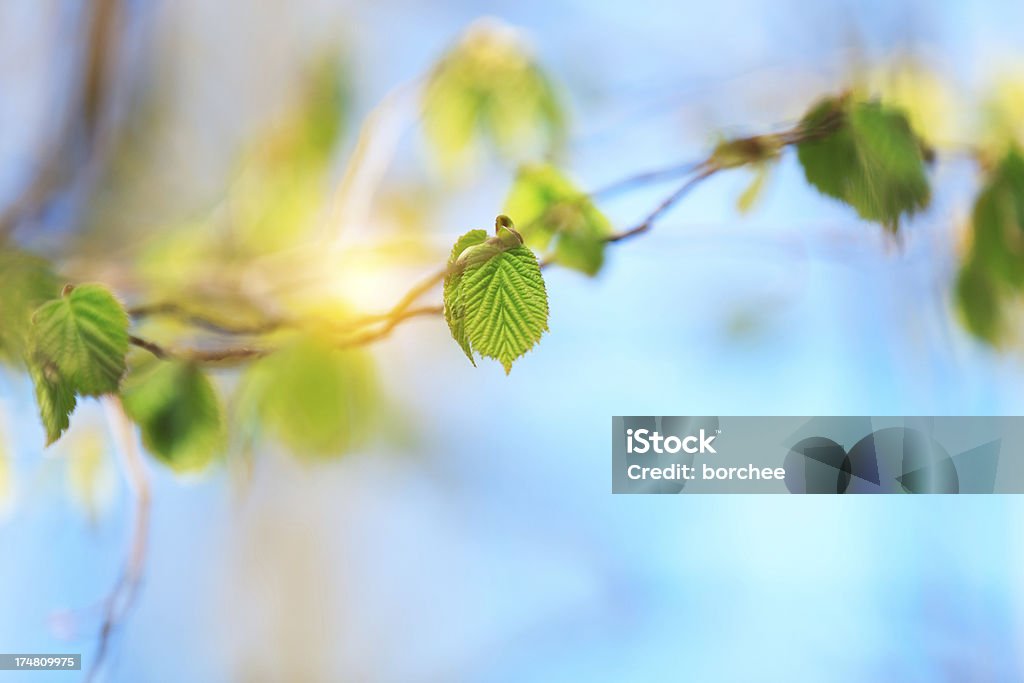 Fresh Spring Leaves Fresh green leaves on a hazel tree. Backgrounds Stock Photo