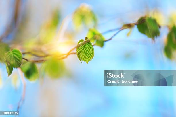 Fresh Spring Leaves Stock Photo - Download Image Now - Backgrounds, Beauty, Beauty In Nature