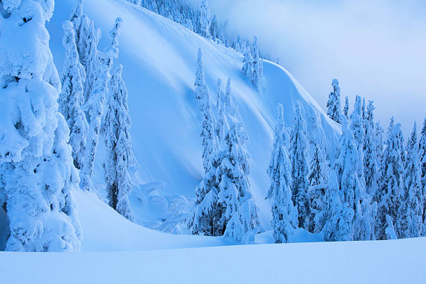 nieve cubiertos de árboles en mt. seymour - mt seymour provincial park fotografías e imágenes de stock