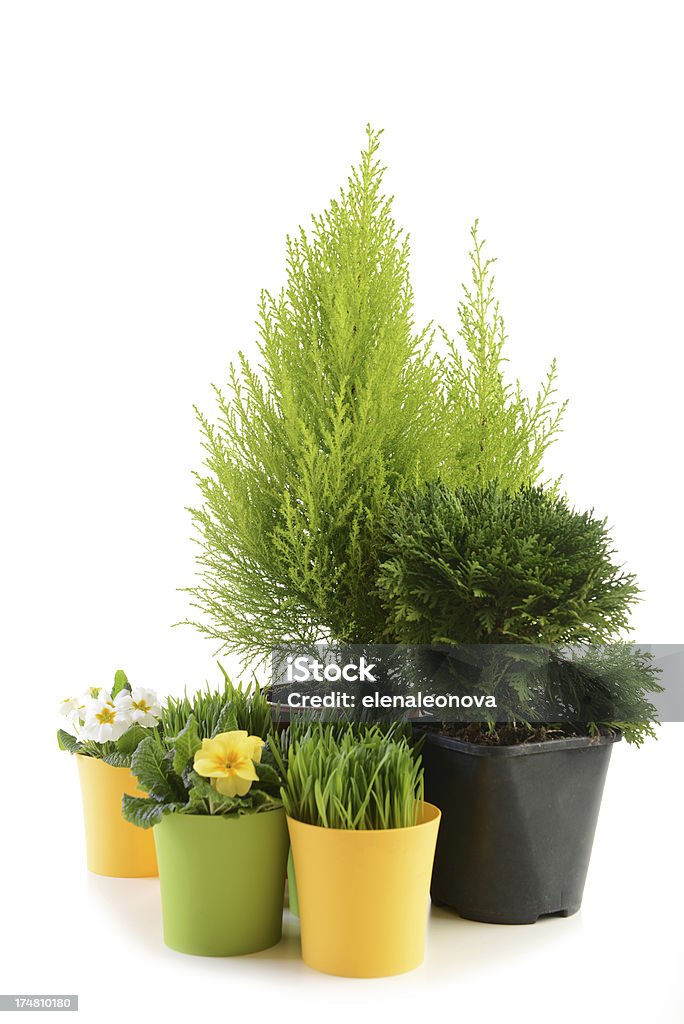 Jardim plantas - Royalty-free Amarelo Foto de stock