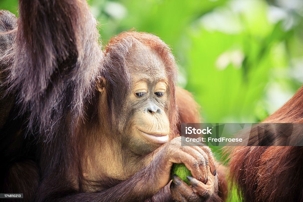 Orang-outan - Photo de Animaux à l'état sauvage libre de droits