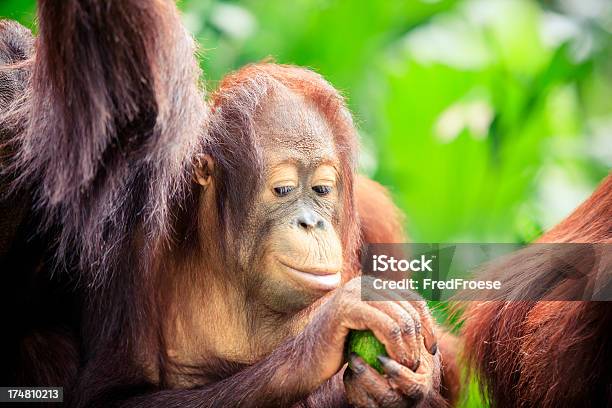 Photo libre de droit de Orangoutan banque d'images et plus d'images libres de droit de Animaux à l'état sauvage - Animaux à l'état sauvage, Arbre, Asie