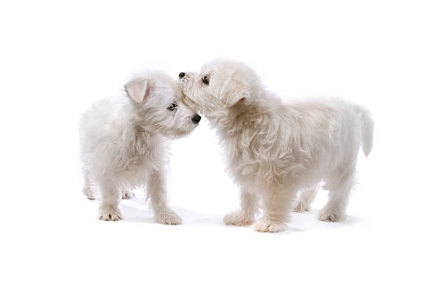 istock Two West Highland Terrier Puppies Cuddling 174810425