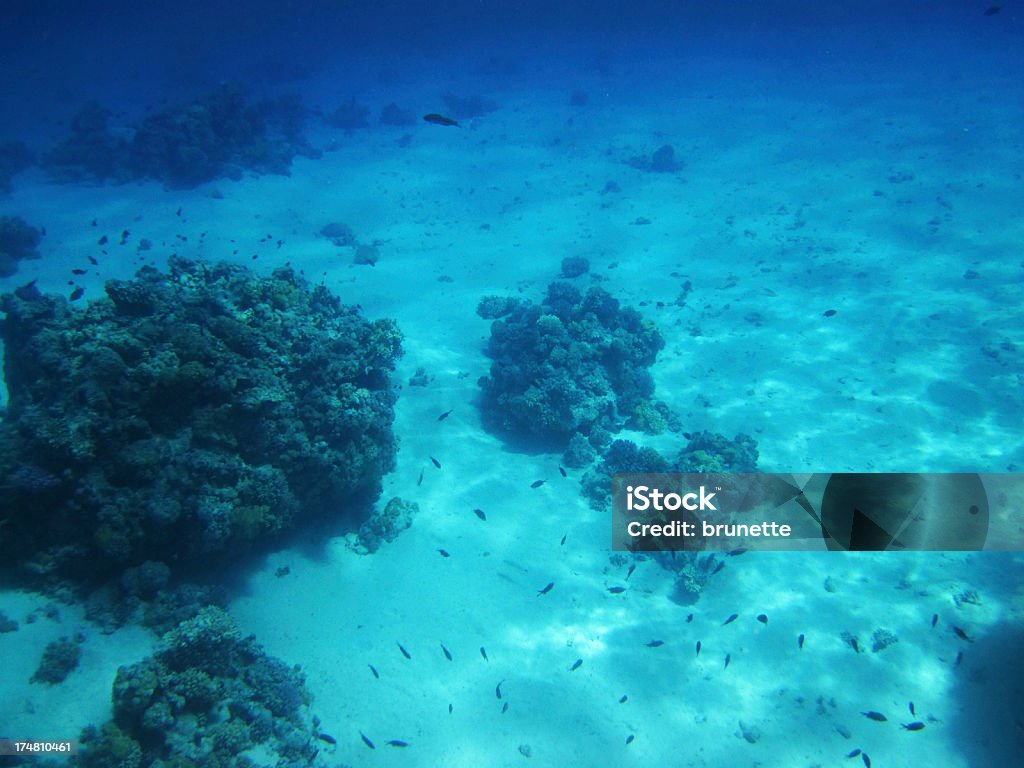 Azul mar rojo - Foto de stock de Agua libre de derechos