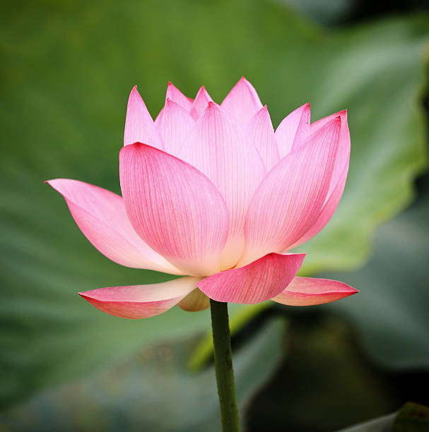 「ロータス - lily nature flower macro ストックフォトと画像