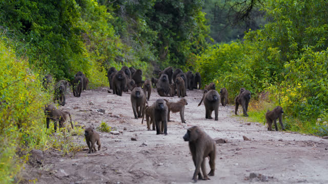 SLO MO Troop of baboons walking on dirt road in forest of Tanzania