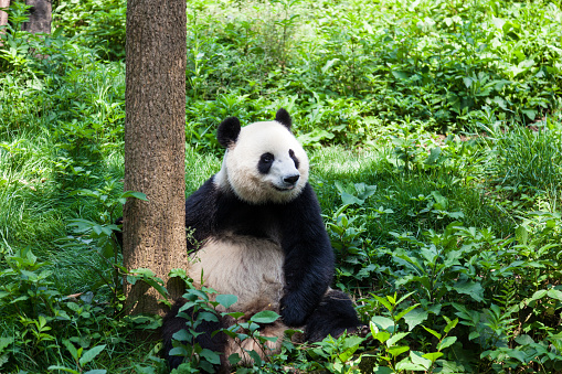 Qinling panda (Ailuropoda melanoleuca qinlingensis) eating bamboo leaves.