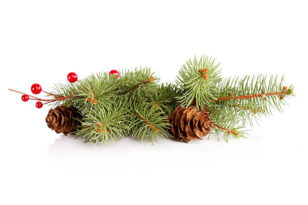 Spruce twig decoration Spruce twig decoration christmas pine cone frame branch stock pictures, royalty-free photos & images