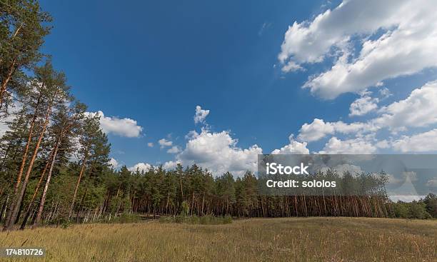 Photo libre de droit de Meadow Dans Pinewood banque d'images et plus d'images libres de droit de Affluence - Affluence, Arbre, Arbre à feuilles caduques