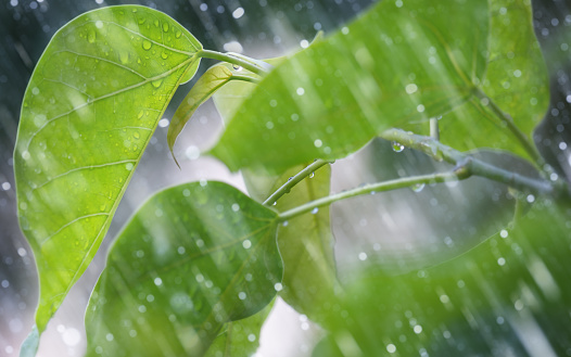 Drops on tree leaves outdoors after rain