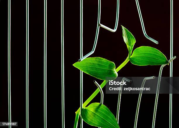 Novo Conceito De Vida - Fotografias de stock e mais imagens de Atrás - Atrás, Autoridade, Cela de Prisão