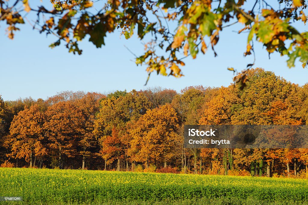 Paesaggio in autunno - Foto stock royalty-free di Agricoltura