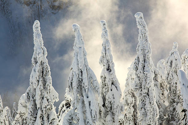 neve coberta de árvores no monte seymour - mt seymour provincial park imagens e fotografias de stock