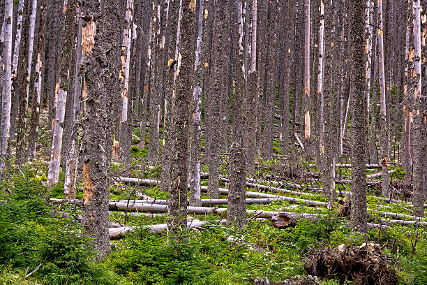 Dying pines forest in the Tatra MountainsSee more FLORA images here:
