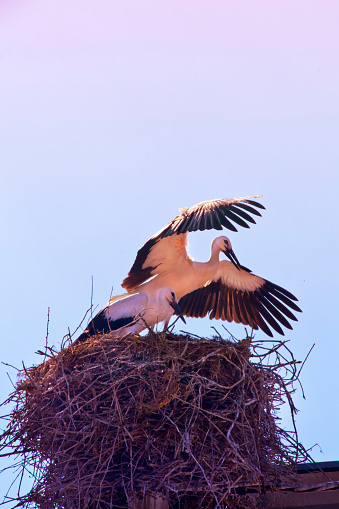 Two storks on their large nest , learning how to fly , dusk sky  background. Galicia, Spain. Copy space on the upper side of the image.