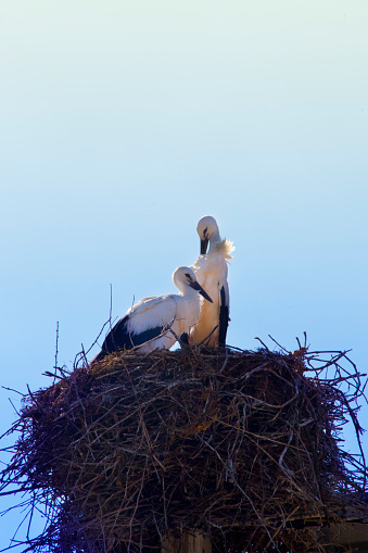 Two storks on their large nest , clear blue sky  background. Galicia, Spain. Copy space on the upper side of the image.