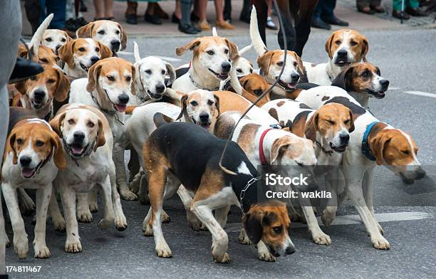 Pronto Per Molti Cani Da Caccia Rudel Hunde - Fotografie stock e altre immagini di Allerta - Allerta, Ambientazione esterna, Animale