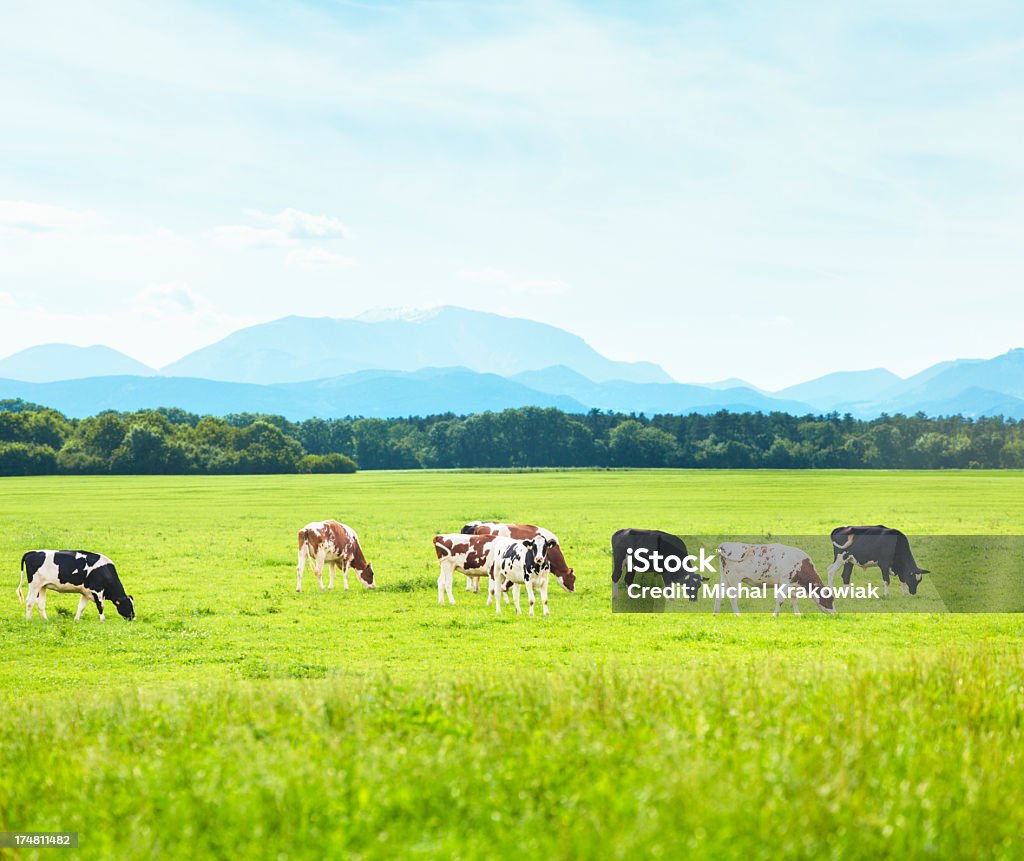 Vaches de pâturage - Photo de Paysage libre de droits