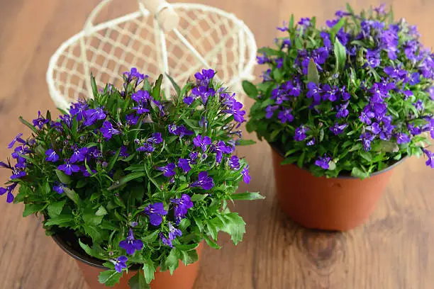 "two flower pots of blue Garden Lobelia (Lobelia erinus), aside gardening equipment like metal basket."