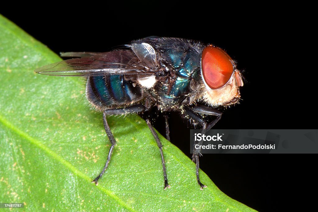 Mosca - Royalty-free Animal Foto de stock